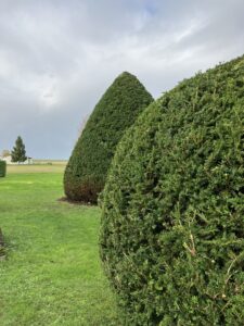 Entretien arbres