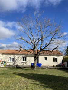 Entretien taille arbre après